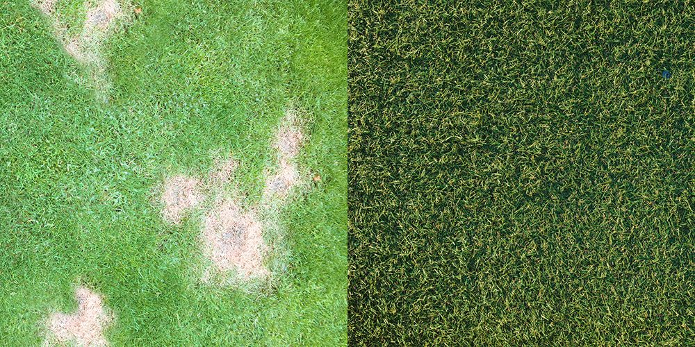 Before and after lawn transformation with Green Rocks